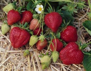 Клубника "ДАРСЕЛЕКТ"  (6шт.)